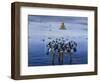 Tufted Ducks-Harro Maass-Framed Giclee Print