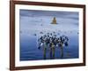 Tufted Ducks-Harro Maass-Framed Giclee Print