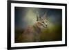 Tufted Ears-Jai Johnson-Framed Giclee Print