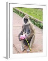 Tufted Gray Langur Eating Lotus Flower (Semnopithecus Priam), Anuradhapura, Sri Lanka-Peter Barritt-Framed Photographic Print