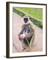 Tufted Gray Langur Eating Lotus Flower (Semnopithecus Priam), Anuradhapura, Sri Lanka-Peter Barritt-Framed Photographic Print