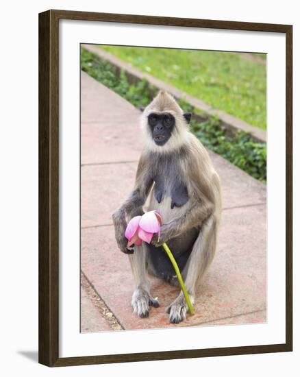 Tufted Gray Langur Eating Lotus Flower (Semnopithecus Priam), Anuradhapura, Sri Lanka-Peter Barritt-Framed Photographic Print