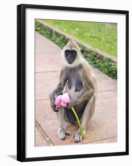 Tufted Gray Langur Eating Lotus Flower (Semnopithecus Priam), Anuradhapura, Sri Lanka-Peter Barritt-Framed Photographic Print