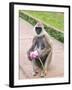 Tufted Gray Langur Eating Lotus Flower (Semnopithecus Priam), Anuradhapura, Sri Lanka-Peter Barritt-Framed Photographic Print