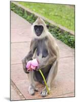 Tufted Gray Langur Eating Lotus Flower (Semnopithecus Priam), Anuradhapura, Sri Lanka-Peter Barritt-Mounted Photographic Print