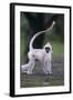 Tufted Grey Langur (Semnopithecus Priam Thersites) Juvenile, Pollunaruwa, Sri Lanka-Matthew Maran-Framed Photographic Print