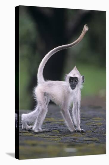 Tufted Grey Langur (Semnopithecus Priam Thersites) Juvenile, Pollunaruwa, Sri Lanka-Matthew Maran-Stretched Canvas