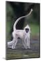 Tufted Grey Langur (Semnopithecus Priam Thersites) Juvenile, Pollunaruwa, Sri Lanka-Matthew Maran-Mounted Photographic Print