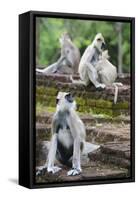 Tufted Grey Langurs (Semnopithecus Priam), Polonnaruwa, North Central Province, Sri Lanka, Asia-Christian Kober-Framed Stretched Canvas