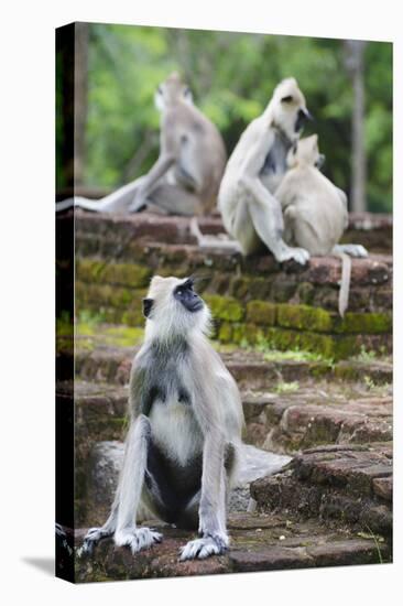 Tufted Grey Langurs (Semnopithecus Priam), Polonnaruwa, North Central Province, Sri Lanka, Asia-Christian Kober-Stretched Canvas