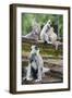 Tufted Grey Langurs (Semnopithecus Priam), Polonnaruwa, North Central Province, Sri Lanka, Asia-Christian Kober-Framed Photographic Print