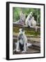 Tufted Grey Langurs (Semnopithecus Priam), Polonnaruwa, North Central Province, Sri Lanka, Asia-Christian Kober-Framed Photographic Print