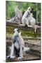 Tufted Grey Langurs (Semnopithecus Priam), Polonnaruwa, North Central Province, Sri Lanka, Asia-Christian Kober-Mounted Photographic Print