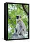 Tufted Grey Langurs (Semnopithecus Priam), Polonnaruwa, North Central Province, Sri Lanka, Asia-Christian Kober-Framed Stretched Canvas