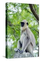 Tufted Grey Langurs (Semnopithecus Priam), Polonnaruwa, North Central Province, Sri Lanka, Asia-Christian Kober-Stretched Canvas