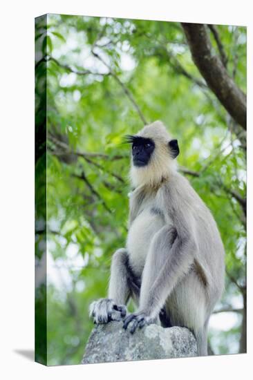 Tufted Grey Langurs (Semnopithecus Priam), Polonnaruwa, North Central Province, Sri Lanka, Asia-Christian Kober-Stretched Canvas