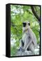 Tufted Grey Langurs (Semnopithecus Priam), Polonnaruwa, North Central Province, Sri Lanka, Asia-Christian Kober-Framed Stretched Canvas