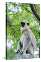 Tufted Grey Langurs (Semnopithecus Priam), Polonnaruwa, North Central Province, Sri Lanka, Asia-Christian Kober-Stretched Canvas