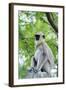 Tufted Grey Langurs (Semnopithecus Priam), Polonnaruwa, North Central Province, Sri Lanka, Asia-Christian Kober-Framed Photographic Print