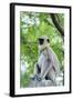 Tufted Grey Langurs (Semnopithecus Priam), Polonnaruwa, North Central Province, Sri Lanka, Asia-Christian Kober-Framed Photographic Print