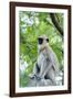 Tufted Grey Langurs (Semnopithecus Priam), Polonnaruwa, North Central Province, Sri Lanka, Asia-Christian Kober-Framed Photographic Print