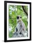 Tufted Grey Langurs (Semnopithecus Priam), Polonnaruwa, North Central Province, Sri Lanka, Asia-Christian Kober-Framed Photographic Print