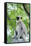 Tufted Grey Langurs (Semnopithecus Priam), Polonnaruwa, North Central Province, Sri Lanka, Asia-Christian Kober-Framed Stretched Canvas