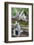 Tufted Grey Langurs (Semnopithecus Priam), Polonnaruwa, North Central Province, Sri Lanka, Asia-Christian Kober-Framed Photographic Print