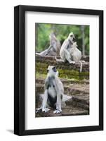 Tufted Grey Langurs (Semnopithecus Priam), Polonnaruwa, North Central Province, Sri Lanka, Asia-Christian Kober-Framed Photographic Print