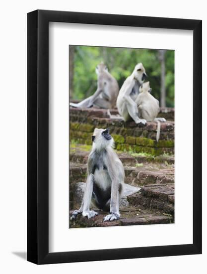 Tufted Grey Langurs (Semnopithecus Priam), Polonnaruwa, North Central Province, Sri Lanka, Asia-Christian Kober-Framed Photographic Print