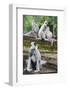 Tufted Grey Langurs (Semnopithecus Priam), Polonnaruwa, North Central Province, Sri Lanka, Asia-Christian Kober-Framed Photographic Print