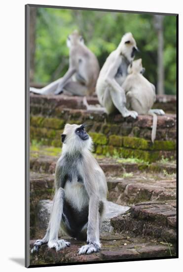 Tufted Grey Langurs (Semnopithecus Priam), Polonnaruwa, North Central Province, Sri Lanka, Asia-Christian Kober-Mounted Photographic Print