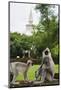 Tufted Grey Langurs (Semnopithecus Priam), Polonnaruwa, North Central Province, Sri Lanka, Asia-Christian Kober-Mounted Photographic Print