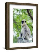 Tufted Grey Langurs (Semnopithecus Priam), Polonnaruwa, North Central Province, Sri Lanka, Asia-Christian Kober-Framed Photographic Print