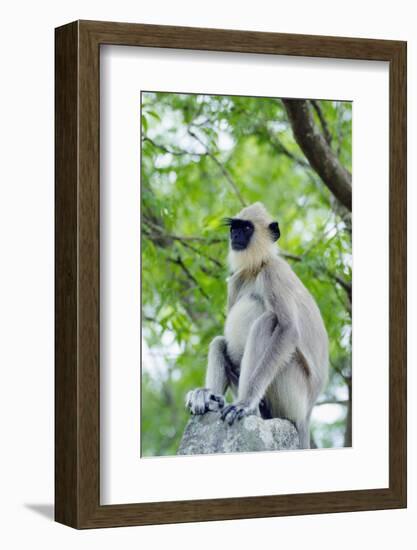 Tufted Grey Langurs (Semnopithecus Priam), Polonnaruwa, North Central Province, Sri Lanka, Asia-Christian Kober-Framed Photographic Print