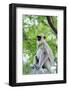 Tufted Grey Langurs (Semnopithecus Priam), Polonnaruwa, North Central Province, Sri Lanka, Asia-Christian Kober-Framed Photographic Print