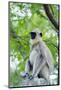 Tufted Grey Langurs (Semnopithecus Priam), Polonnaruwa, North Central Province, Sri Lanka, Asia-Christian Kober-Mounted Photographic Print