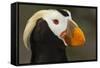 Tufted Puffin Bird, Oregon Coast Aquarium, Newport, Oregon, USA-Rick A. Brown-Framed Stretched Canvas