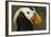 Tufted Puffin Bird, Oregon Coast Aquarium, Newport, Oregon, USA-Rick A. Brown-Framed Photographic Print