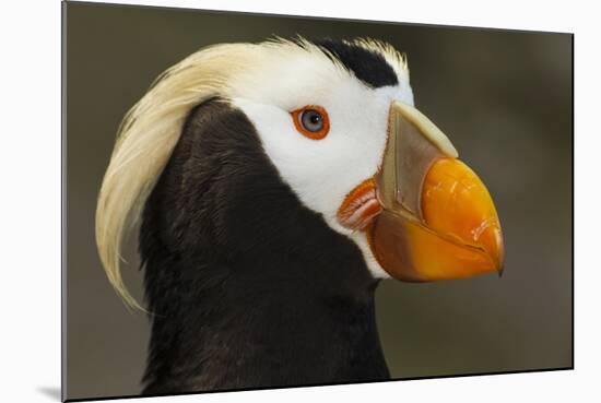 Tufted Puffin Bird, Oregon Coast Aquarium, Newport, Oregon, USA-Rick A. Brown-Mounted Photographic Print