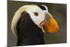 Tufted Puffin Bird, Oregon Coast Aquarium, Newport, Oregon, USA-Rick A. Brown-Mounted Photographic Print