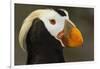 Tufted Puffin Bird, Oregon Coast Aquarium, Newport, Oregon, USA-Rick A. Brown-Framed Photographic Print