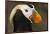 Tufted Puffin Bird, Oregon Coast Aquarium, Newport, Oregon, USA-Rick A. Brown-Framed Photographic Print