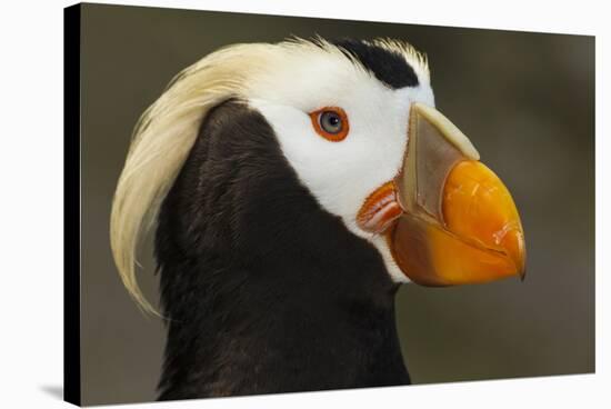 Tufted Puffin Bird, Oregon Coast Aquarium, Newport, Oregon, USA-Rick A. Brown-Stretched Canvas