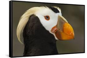 Tufted Puffin Bird, Oregon Coast Aquarium, Newport, Oregon, USA-Rick A. Brown-Framed Stretched Canvas