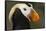 Tufted Puffin Bird, Oregon Coast Aquarium, Newport, Oregon, USA-Rick A. Brown-Framed Stretched Canvas