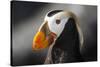 Tufted Puffin Bird, Oregon Coast Aquarium, Newport, Oregon, USA-Rick A. Brown-Stretched Canvas