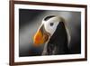 Tufted Puffin Bird, Oregon Coast Aquarium, Newport, Oregon, USA-Rick A. Brown-Framed Photographic Print