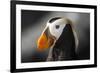 Tufted Puffin Bird, Oregon Coast Aquarium, Newport, Oregon, USA-Rick A. Brown-Framed Photographic Print