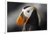 Tufted Puffin Bird, Oregon Coast Aquarium, Newport, Oregon, USA-Rick A. Brown-Framed Photographic Print